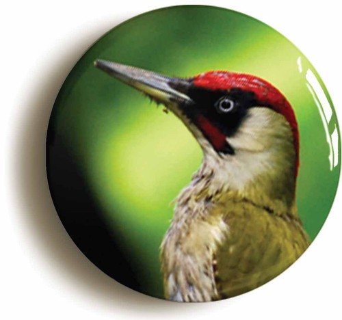 Green woodpecker bird watching - green,