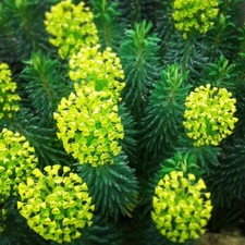 EUPHORBIA CHARACIAS