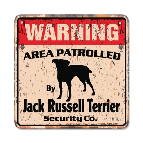 Jack russell terrier - jack,