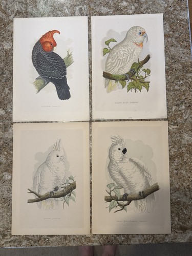 Antique cockatoo art prints - cockatoo, af