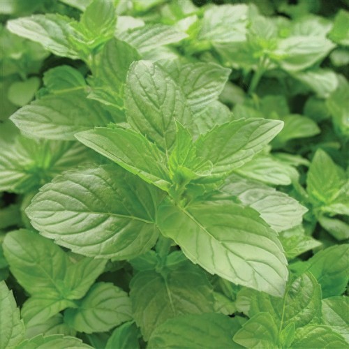 Mint green highly fragrant - highly,