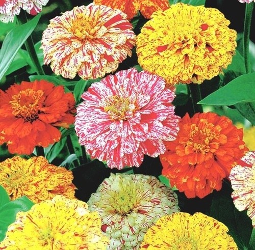 Zinnia peppermint stick - zinnia,
