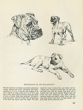 BULLMASTIFF VINTAGE 1963 PRINT SKETCH PAGE ARTIST BRIDGET OLERENSHAW