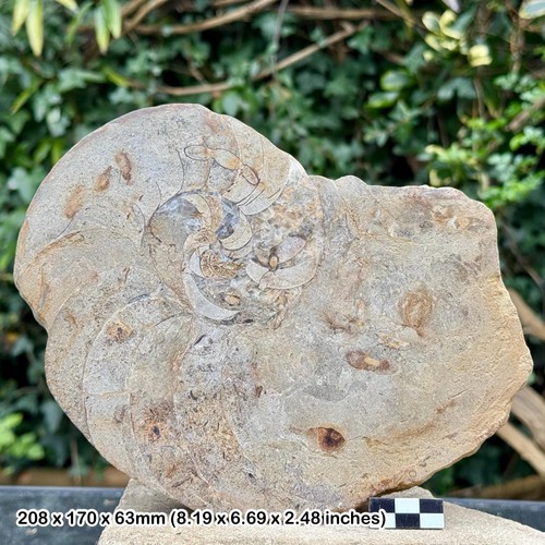 Cenoceras nautilus fossil - , –