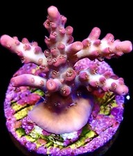 M.O.C. LITTLE RED RIDING HOOD ACROPORA FRAG-SPS/ FRAG/CORAL/MARINE