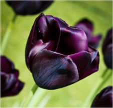 8 QUEEN OF THE NIGHT DARK