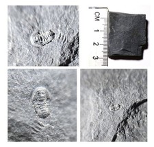 BRITISH ORDOVICIAN DWARF TRILOBITE only 1.5mm in length Conophrys salopiensis
