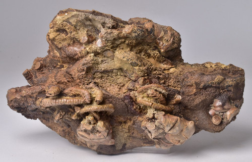 Crinoid fossil jimbacrinus - crinoid, fossil,
