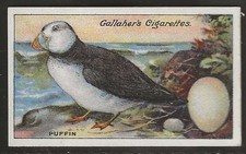 GALLAHER-BIRDS NESTS & EGGS