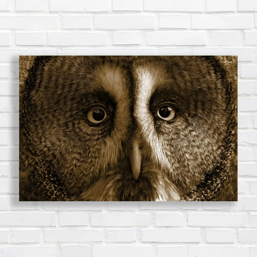 Captivating owl close - owl, close-up