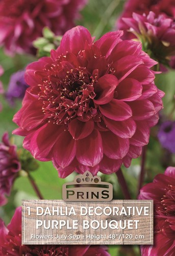 Dahlia decorative purple - dahlia,