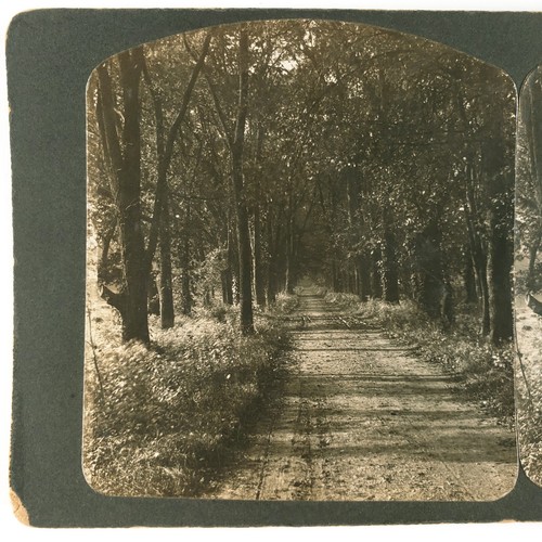 Unknown mystery forest road - unknown,