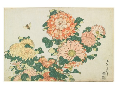 Chrysanthemum japanese print - japanese,
