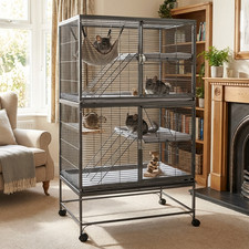 Rat ferret chinchilla degu - chinchilla,