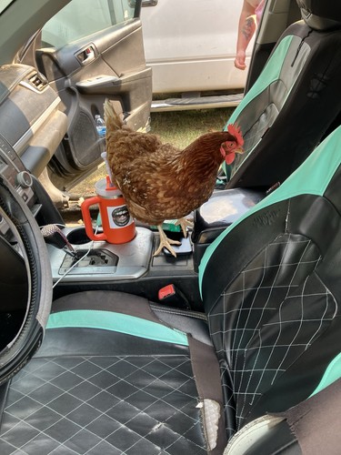 Rhode island red hatching eggs - rhode,
