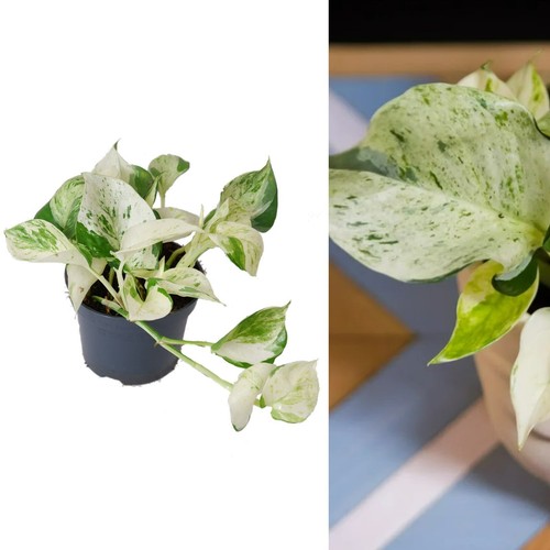 Epipremnum happy leaf - epipremnum, 'happy