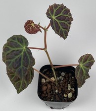 Begonia Dracopelta x Sarawak