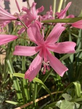 5 Pink Nerine (Bulbs to Plant