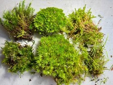 LIVE MOSS BUNDLE | Natural