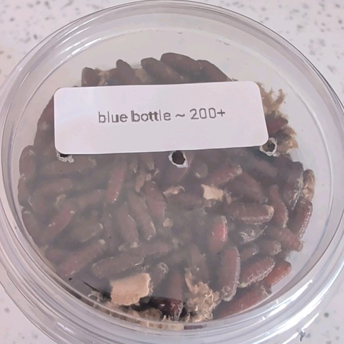Fly castors green bottle blue - fly, bottle/