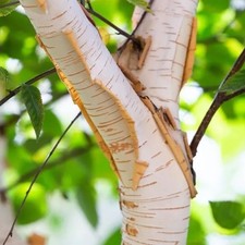 1 x Paper Bark Birch (betula papyrifera) 140-150 cm. inc. pot