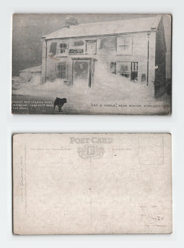 Vintage postcard cat and - vintage,