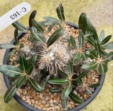 Pachypodium rosulatum WYSIWYG