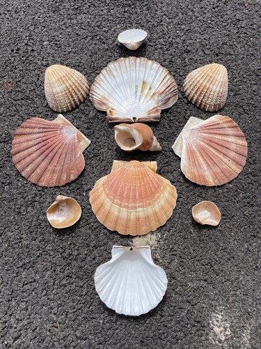 Collection sea shells for - of,
