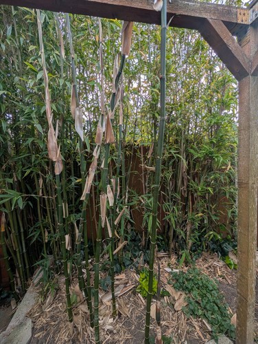 Bamboos trees sale - bamboos,