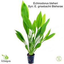 Echinodorus Bleheri (grisebachii Bleherae Amazon Sword Live Aquatic Plant K2AQUA