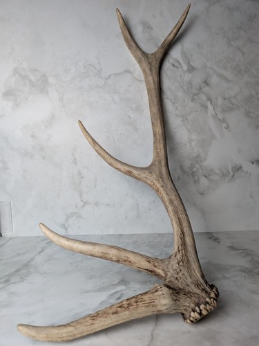Large naturally shed deer - large,
