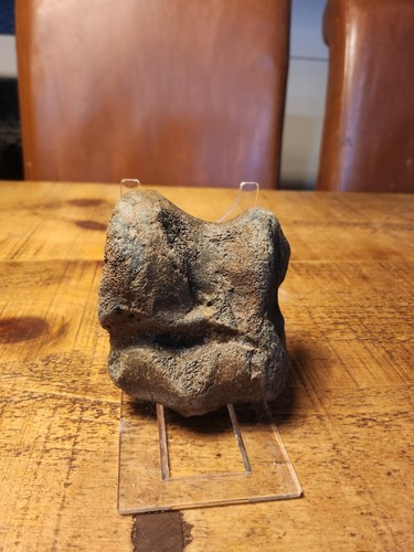 Fossilised bone found - , in