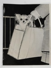 Chihuahua Dog Rozora Sherralina Crufts Show Olympia London 1965 VTG Press Photo
