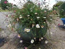 200 Erigeron (Mexican Daisy) seeds [100/pkt] reaped 2025 Buy 1 get 1 Free: £2.25