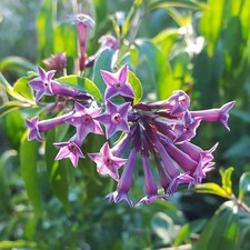 CESTRUM PURPLE   ,UNUSUAL