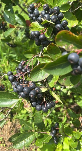 Large litre pot aronia - large,