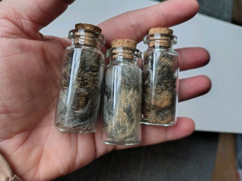 Taxidermy rabbit fur potion - rabbit,