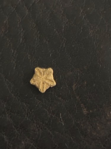 Natural fossil single - single, crinoid