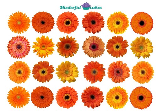 Gerbera flowers orange - 24,