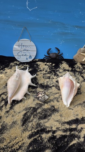 Large spider shell approx - shell,