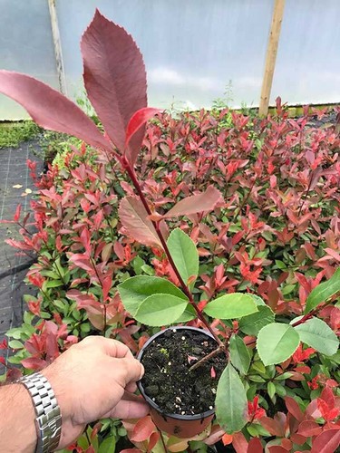 Photinia red robin - red,