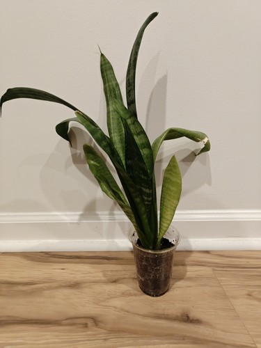 Snake plant sansevieria - plant,
