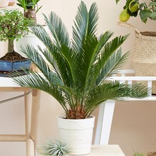 Cycas Revoluta Indoor Plant | Ideal for Home or Office | 30-40cm Potted