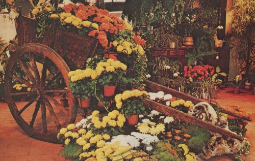 Sicilian gypsy cart newport - gypsy,