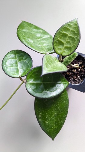 Hoya parasitica black margin - hoya,