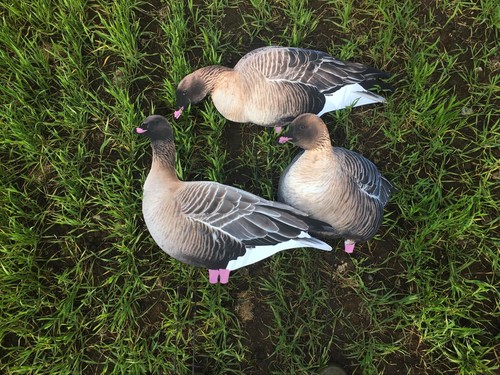 Pinkfoot goose decoy - pinkfoot,