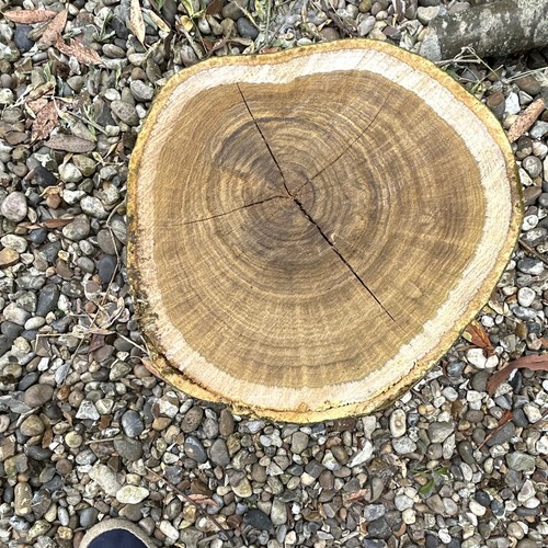 Green laburnum log slice for - laburnum,