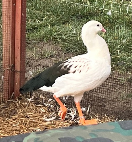 Free duck hatching eggs pls - hatching, (pls