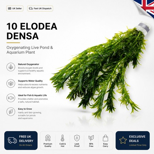 Elodea densa oxygenating - elodea,