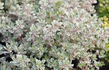 ×6 Thymus Silver Posie